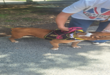 Griselda - Fulton County Animal Serices