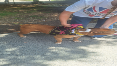 Griselda - Fulton County Animal Serices