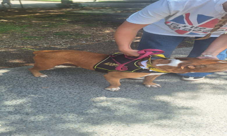 Griselda - Fulton County Animal Serices